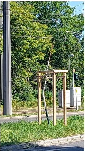 Foto aus dem Antrag: junger, stark gebogener Baum („Schlangenbaum“) mit Stützpfählen an einer Straße
